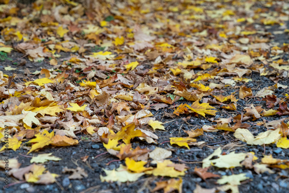 Fall leaves on the ground, lying in the dirt, decomposing Fall leaves on the ground, lying in the dirt, decomposing