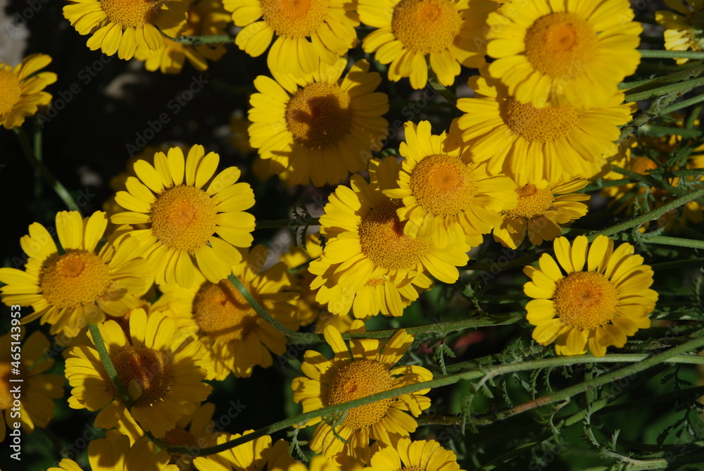 Bright yellow chamomile flowers. Pharmacy or medicinal chamomile is an annual herb of the Astrov family. On a green background, yellow large open flowers with yellow petals and a core. Bright yellow chamomile flowers. Pharmacy or medicinal chamomile is an annual herb of the Astrov family. On a green background, yellow large open flowers with yellow petals and a core.