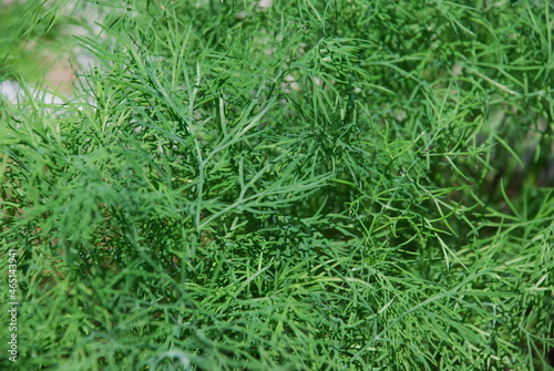 Green shoots of dill in the garden. Under the sun's rays, the thin curved stems of a branch of young fresh dill. Vegetarian plant ready to eat as a condiment.