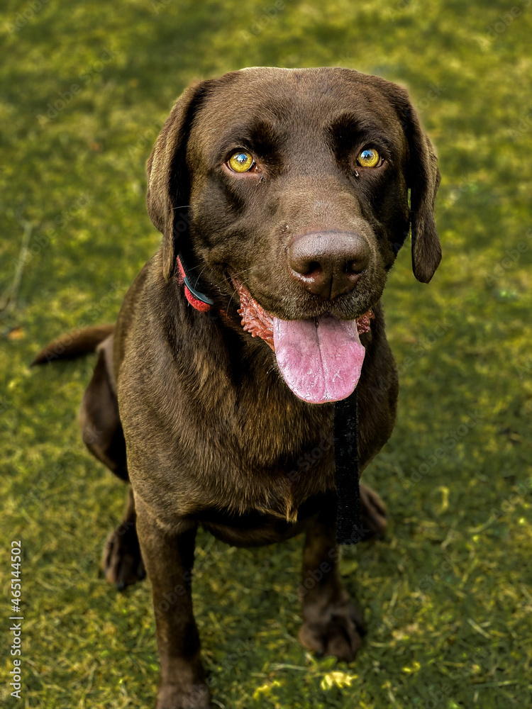 black labrador retriever