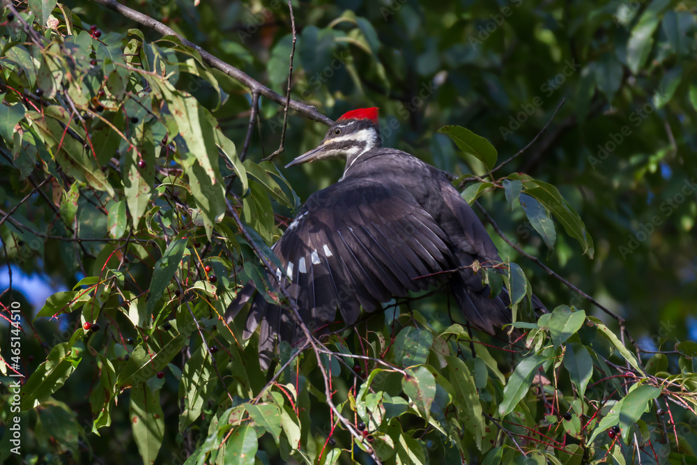 Naklejka premium Pileated Woodpecker spreads its wings to balance as it tries to eat chokecherries from a tree.