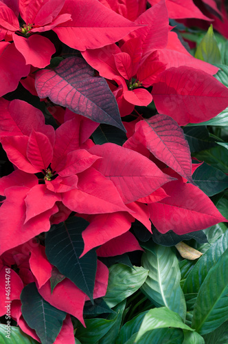 poinsettia  Euphorbia pulcherrima  on display at the municipal conservatory