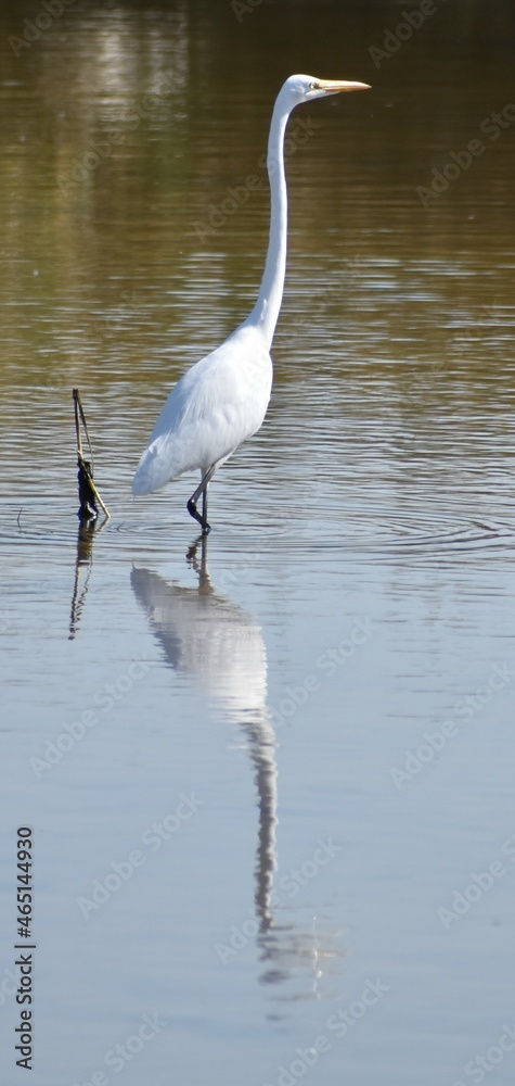 Naklejka premium Great egret