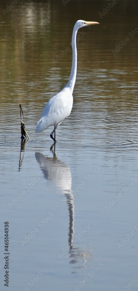 Naklejka premium Great egret