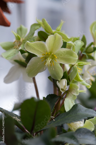 hellebore blossoms on display at the municipal conservatory