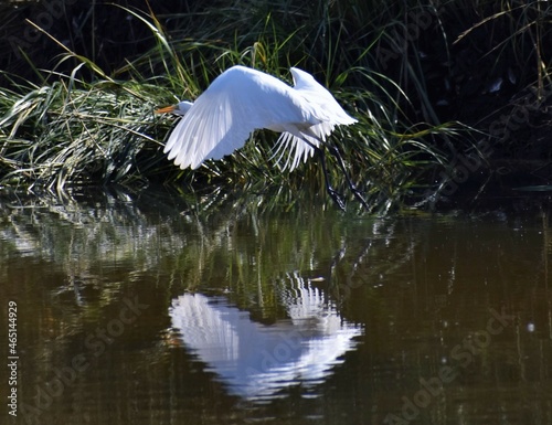 Great egret © Jeff N.