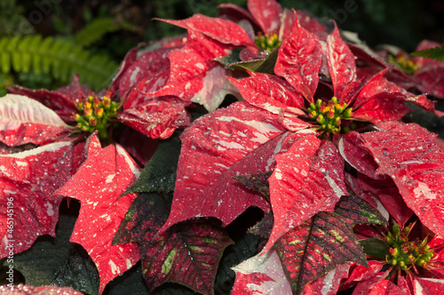 Obraz na płótnie poinsettia (Euphorbia pulcherrima)