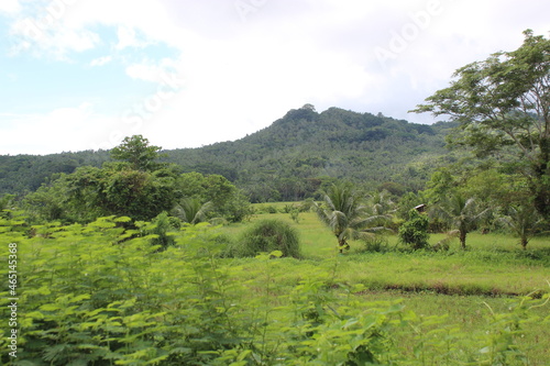 landscape with trees and mountains