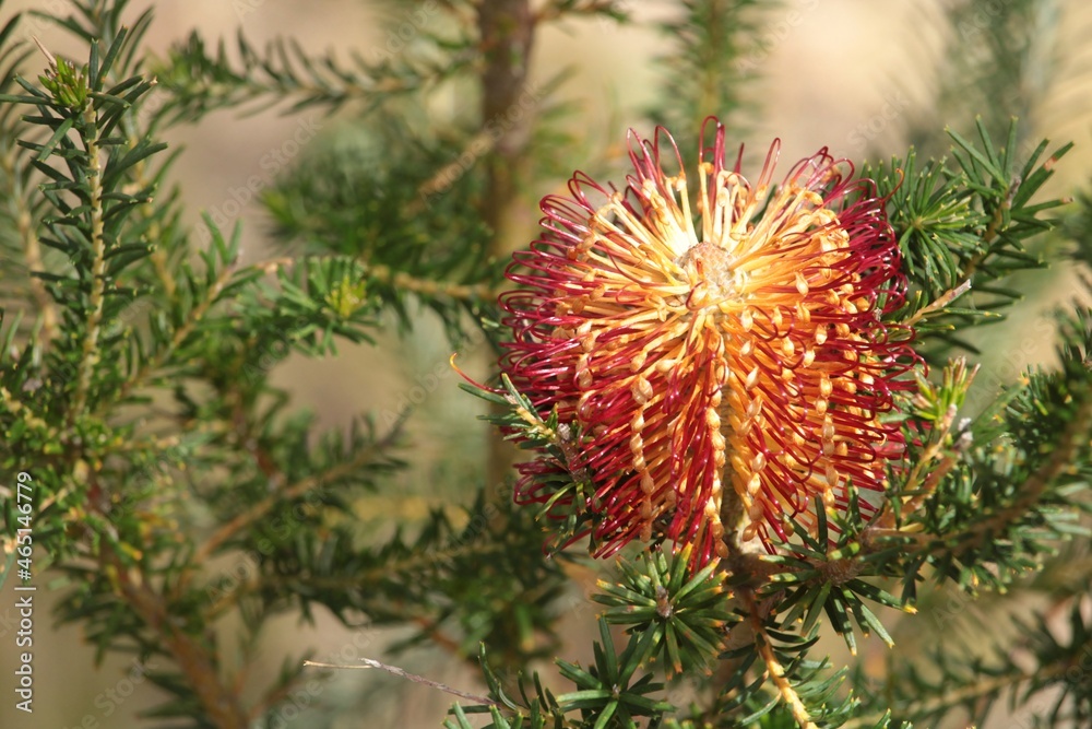 Inflorescence of Hairpin Banksia (Banksia spinulosa), South Australia Inflorescence of Hairpin Banksia (Banksia spinulosa), South Australia