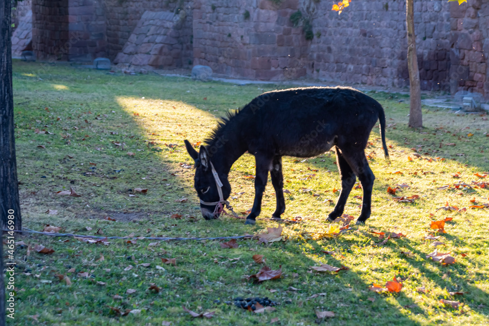 Tie the donkey to the tree in the park. Autumn season, fallen leaves and a beautiful sun, Brown leaves on grass Tie the donkey to the tree in the park. Autumn season, fallen leaves and a beautiful sun, Brown leaves on grass