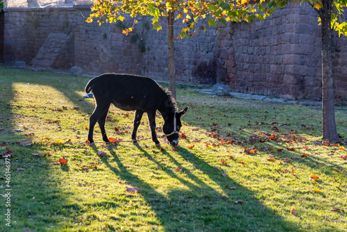 Tie the donkey to the tree in the park. Autumn season, fallen leaves and a beautiful sun, Brown leaves on grass