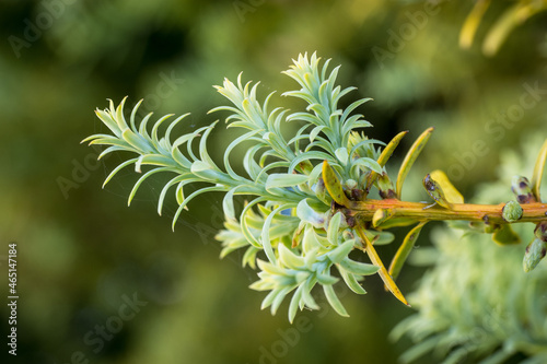 view of Podocarpus Totara tree leaves photo