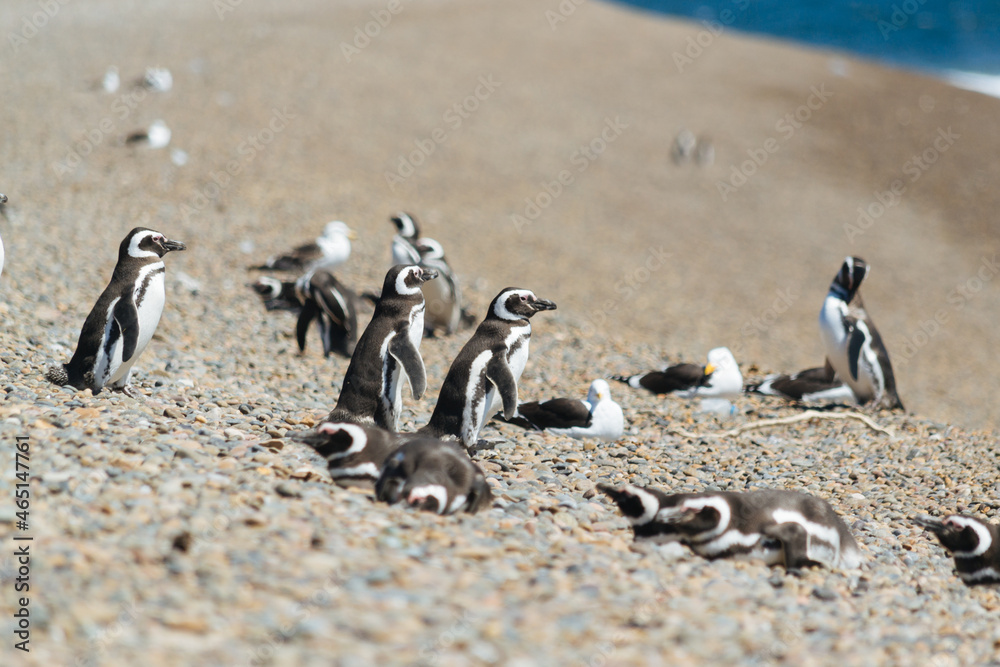 Obraz premium Pingüinos cuidando sus crías