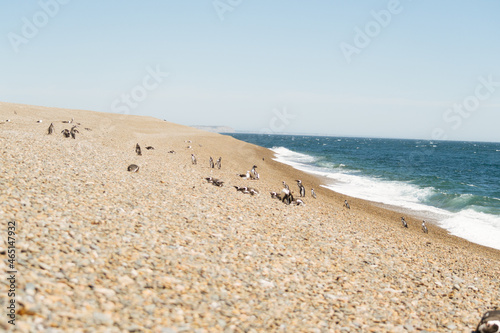 Pingüinos cuidando sus crías © Pau Paturzo