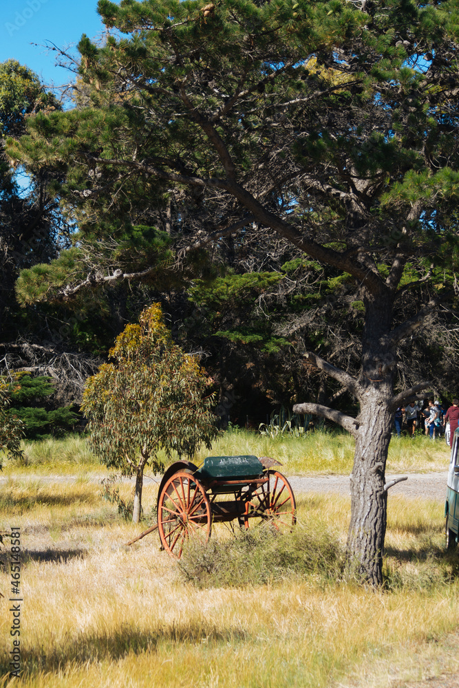 Obraz premium Vegetación