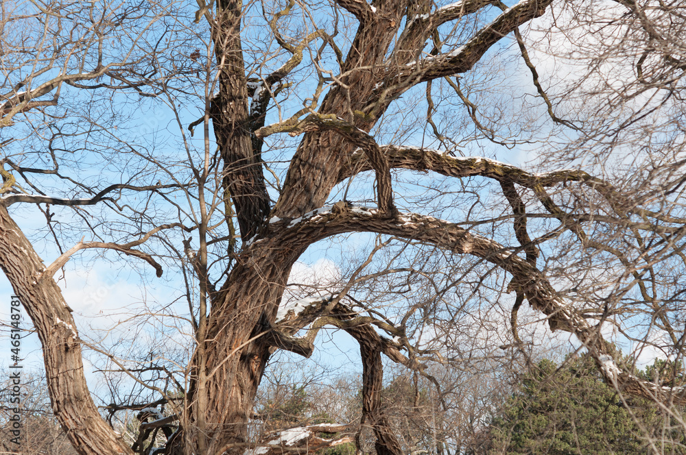 tree in winter