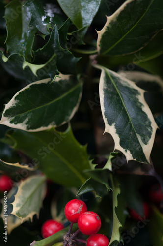 Wallpaper Mural holly leaves and berries Torontodigital.ca