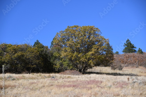 Fall Foliage in Roxborough State Park Colorado photo
