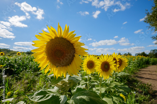 Beautiful fresh and colorful sunflowers growing along a long dirt farm road