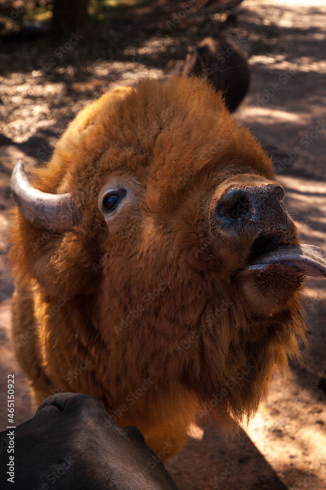 Red American bison also called Bison bison or American buffalo