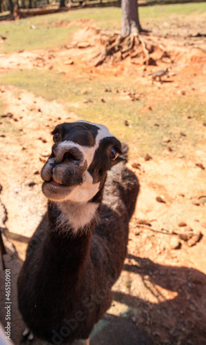 Brown and white llama with a white face Lama glama photo