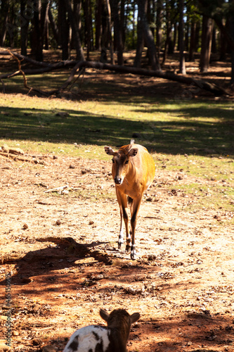 Nilgai is a large Asian antelope Boselaphus tragocamelus