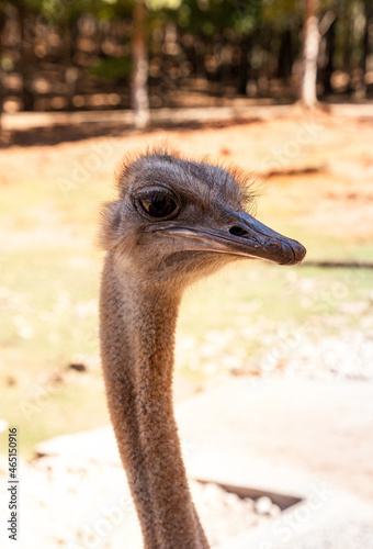 Ostrich is a large bird Struthio molybdophanes photo