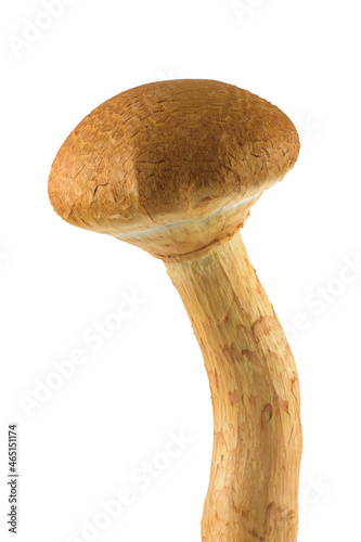 Gymnopilus junonius photo