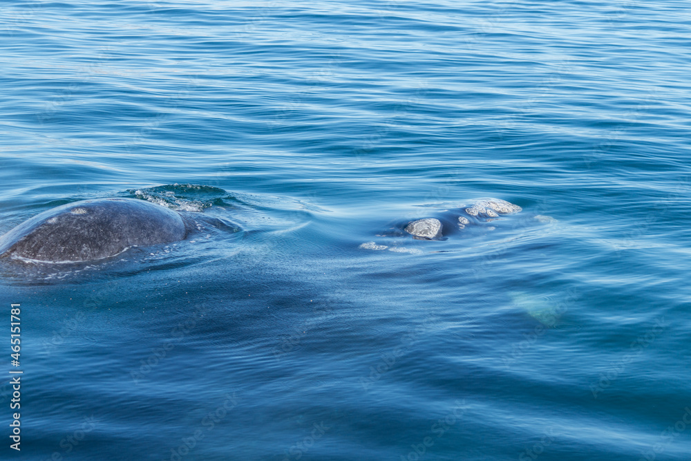 Fototapeta premium Avistaje de ballenas