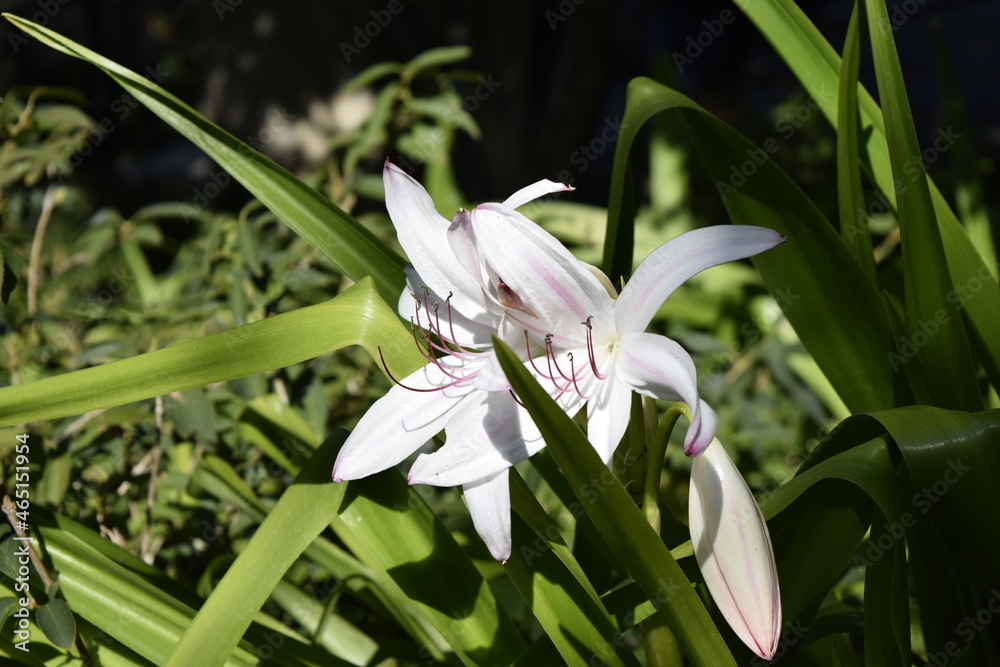 White flower White flower