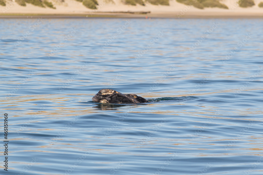 Fototapeta premium Avistaje de ballenas