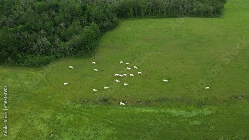 Les vaches dans une prairie en Europe, en France, en Bourgogne, en Nièvre, dans le Morvan, en été, lors d'une journée ensoleillée. photo