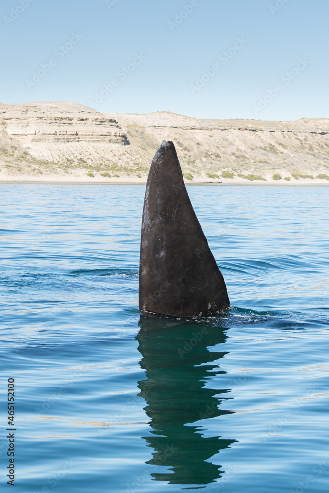Fototapeta premium Avistaje de ballenas