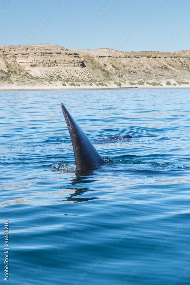 Fototapeta premium Avistaje de ballenas
