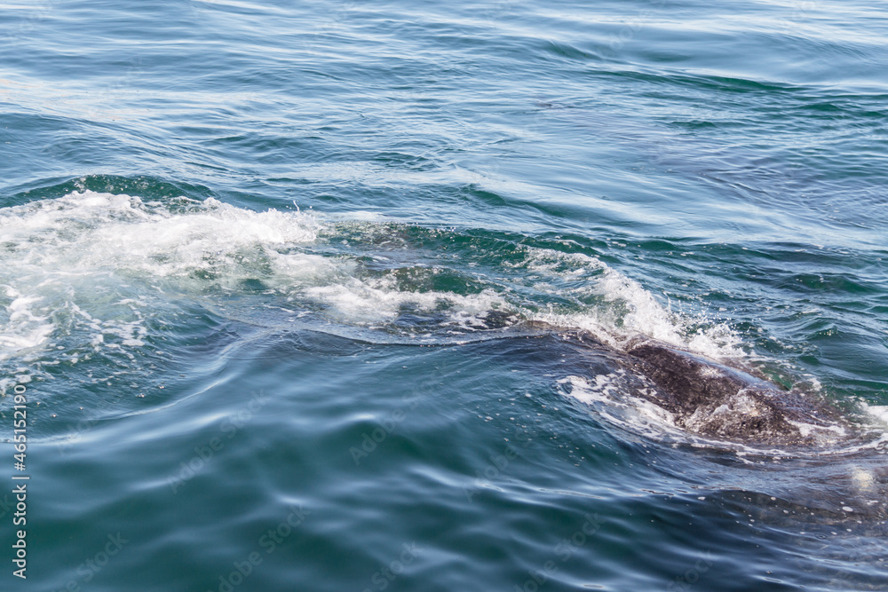 Avistaje de ballenas Avistaje de ballenas