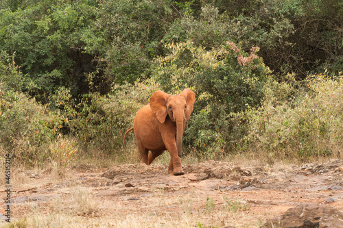 A lone baby Elephant running in the wild 