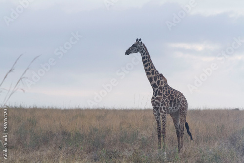 A lone giraffe 