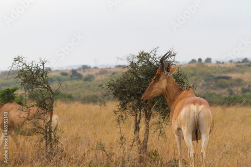 A herd of Impala grazing in the Wild