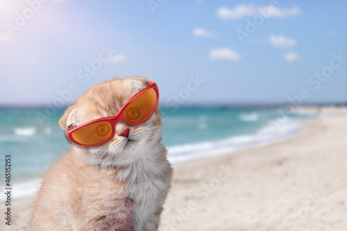 Cute funny small cat wearing sunglasses