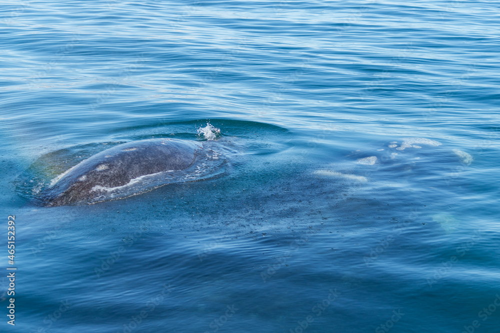 Fototapeta premium Avistaje de ballenas