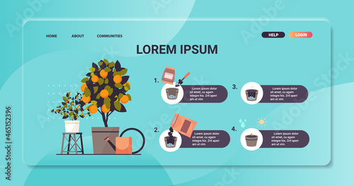 potted orange plant growing fruit tree in pot garden work farming infographic planting process concept