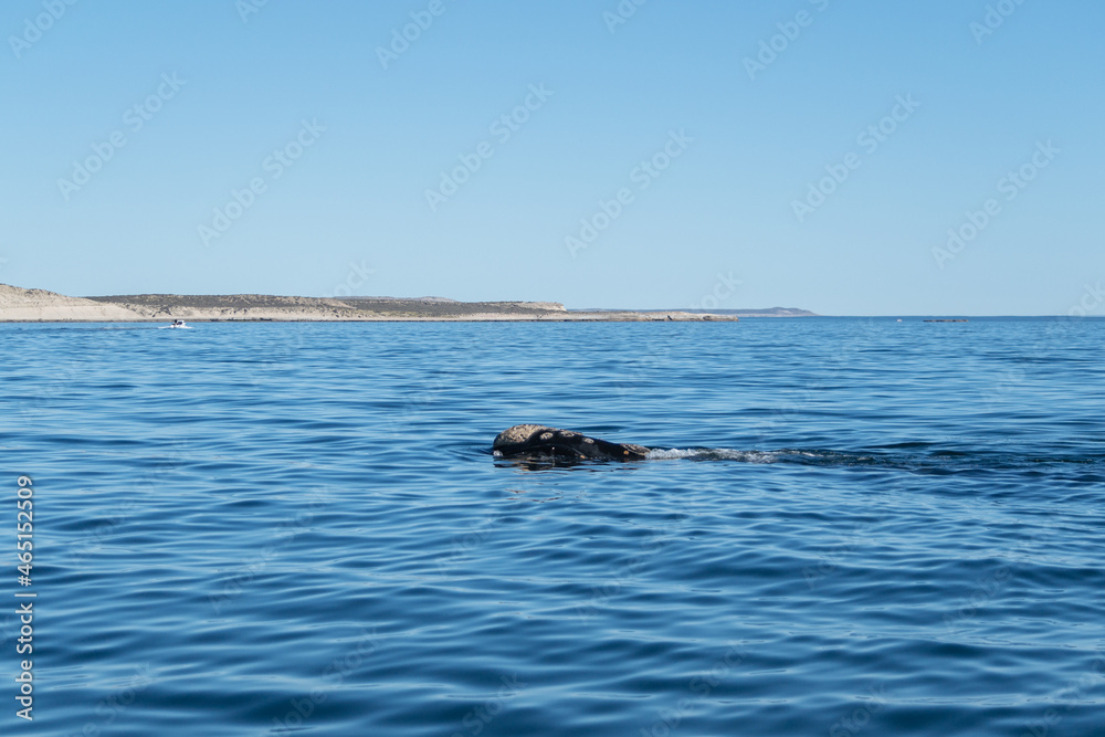 Fototapeta premium Avistaje de ballenas