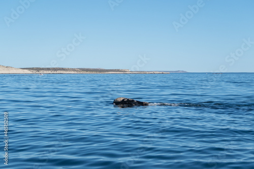 Wallpaper Mural Avistaje de ballenas Torontodigital.ca