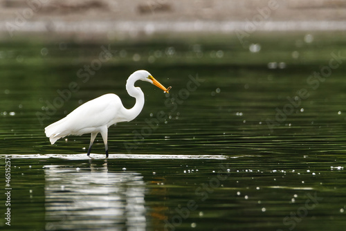 Great Egret catching a fish
