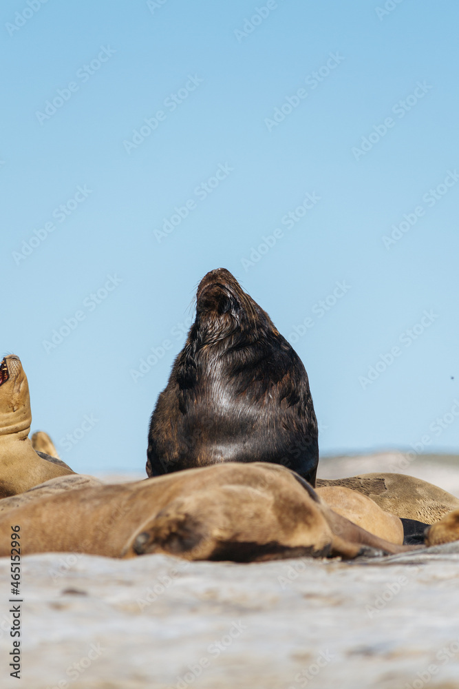 Fototapeta premium Lobos marinos en la costa