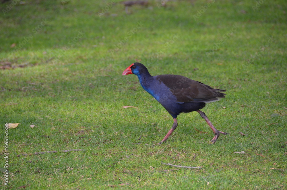 Purple Swamphen Gallinule Western Australia Purple Swamphen Gallinule Western Australia