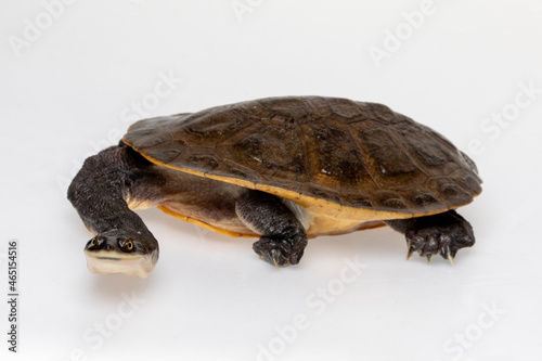 Broad Shelled River Turtle or Broad Shelled Snake-Necked Turtle (Chelodina Chelvdera) on white background photo
