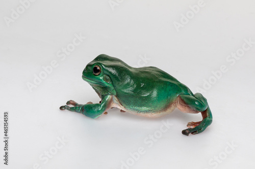 Australian Green Tree Frog, amphibian, on a white background