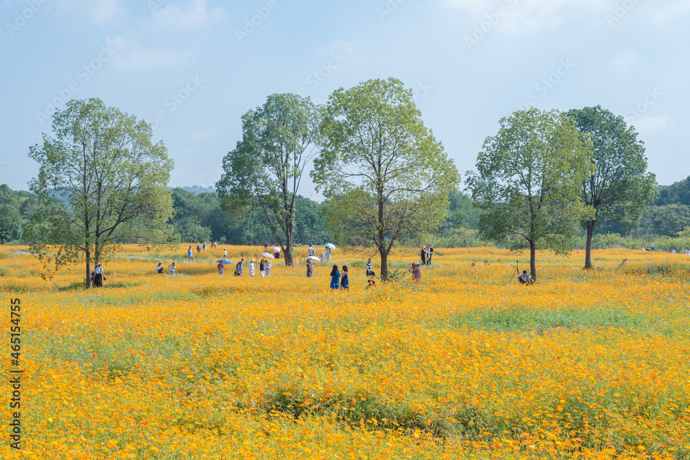 Fototapeta premium Scenery of sulfur chrysanthemum sea in Optics Valley Xiyuan Park, Wuhan, Hubei
