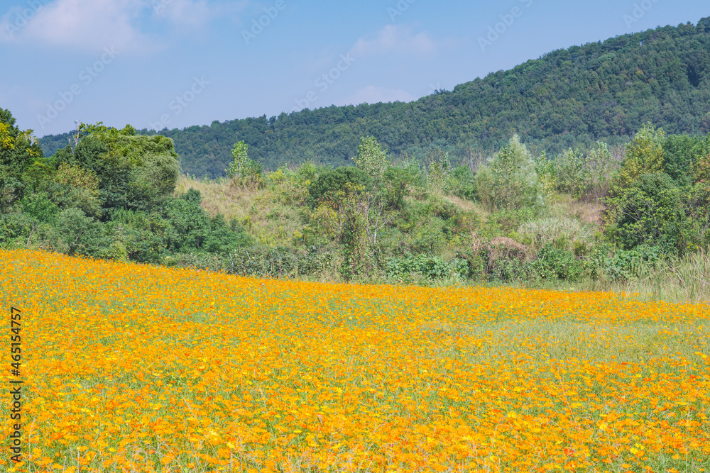 Scenery of sulfur chrysanthemum sea in Optics Valley Xiyuan Park, Wuhan, Hubei